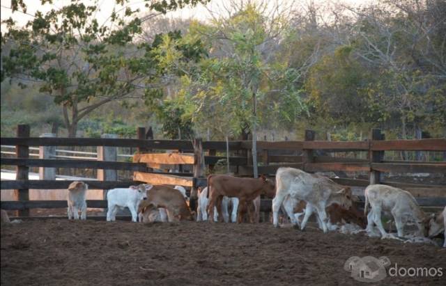 En Venta Rancho Ganadero Activo Con Hermosos Cenotes