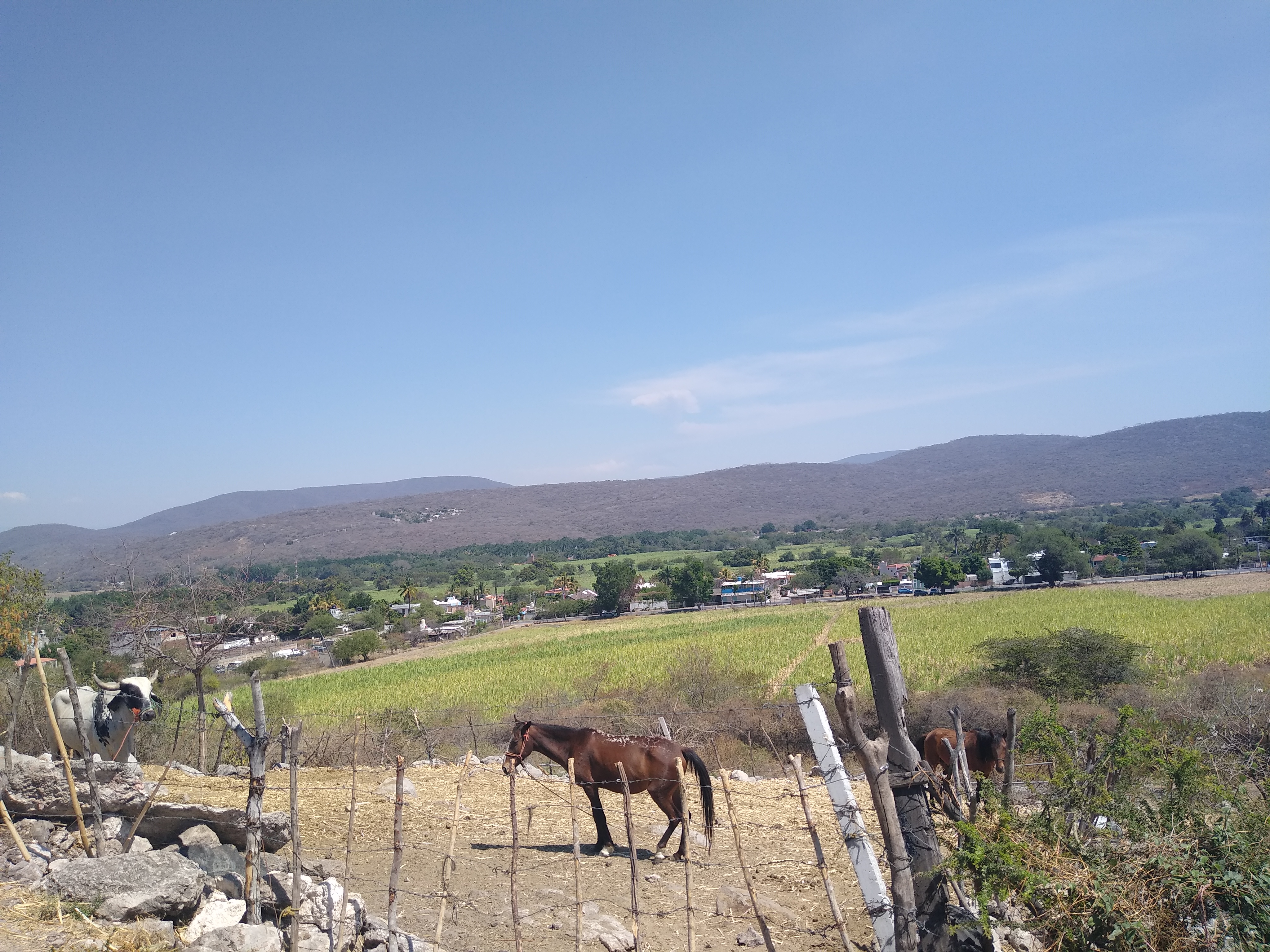 TERRENO EN COL. ALEJANDRA, TLALTIZAPAN